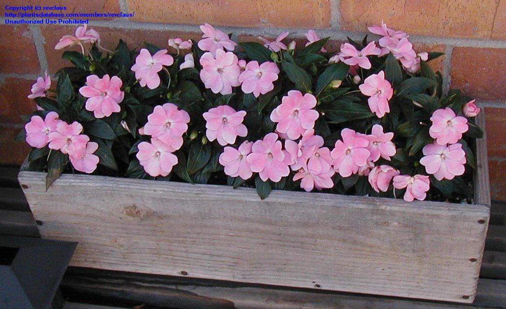 Impatiens hawkeri